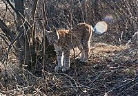 Fauna & Flora: friendly wildcat