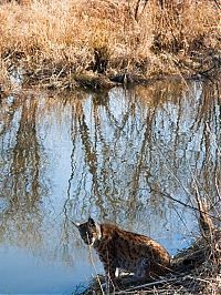 Fauna & Flora: friendly wildcat