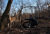 Fauna & Flora: friendly wildcat
