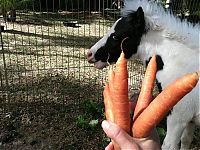 Fauna & Flora: einstein, the world's smallest miniature horse