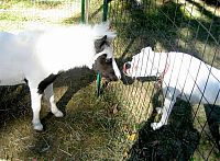 Fauna & Flora: einstein, the world's smallest miniature horse