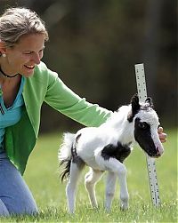 Fauna & Flora: einstein, the world's smallest miniature horse