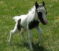 Fauna & Flora: einstein, the world's smallest miniature horse