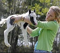 Fauna & Flora: einstein, the world's smallest miniature horse