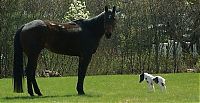 Fauna & Flora: einstein, the world's smallest miniature horse