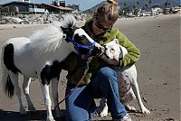 Fauna & Flora: einstein, the world's smallest miniature horse