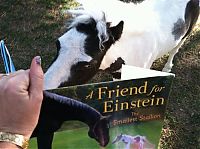 Fauna & Flora: einstein, the world's smallest miniature horse