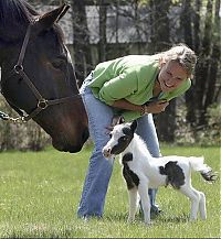 TopRq.com search results: einstein, the world's smallest miniature horse