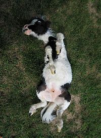 Fauna & Flora: einstein, the world's smallest miniature horse