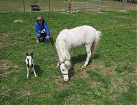 TopRq.com search results: einstein, the world's smallest miniature horse