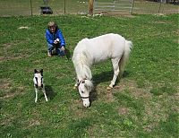 Fauna & Flora: einstein, the world's smallest miniature horse