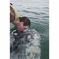 TopRq.com search results: friendly whale