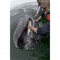 TopRq.com search results: friendly whale