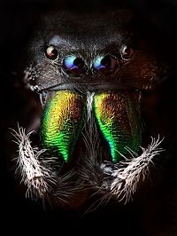 Fauna & Flora: insect macro photography