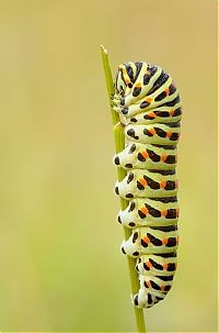 Fauna & Flora: insect macro photography