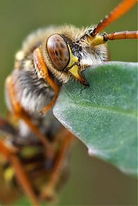 Fauna & Flora: insect macro photography