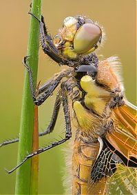 Fauna & Flora: insect macro photography