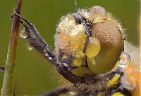 Fauna & Flora: insect macro photography