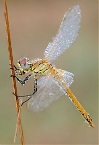 Fauna & Flora: insect macro photography