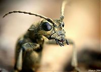 Fauna & Flora: insect macro photography