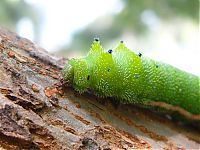 Fauna & Flora: insect macro photography