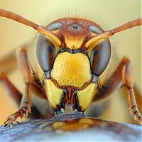 Fauna & Flora: insect macro photography