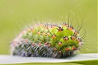 Fauna & Flora: insect macro photography