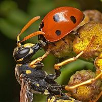 Fauna & Flora: insect macro photography