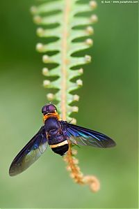 Fauna & Flora: insect macro photography