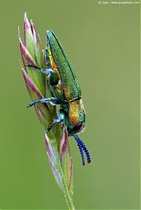 Fauna & Flora: insect macro photography