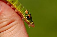 Fauna & Flora: insect macro photography