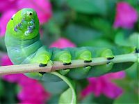 Fauna & Flora: insect macro photography