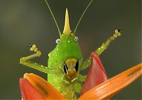 Fauna & Flora: insect macro photography