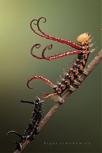 Fauna & Flora: insect macro photography