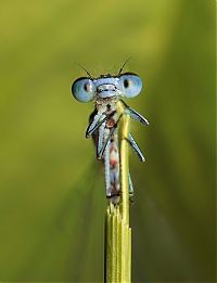 Fauna & Flora: insect macro photography