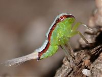 Fauna & Flora: insect macro photography