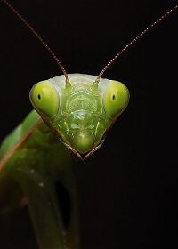 Fauna & Flora: insect macro photography