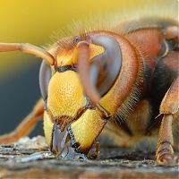 Fauna & Flora: insect macro photography