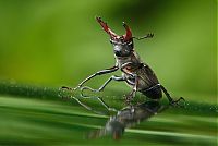 Fauna & Flora: insect macro photography