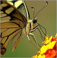 Fauna & Flora: insect macro photography