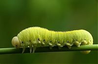 Fauna & Flora: insect macro photography