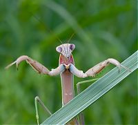 Fauna & Flora: insect macro photography