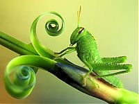 Fauna & Flora: insect macro photography