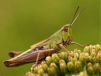 Fauna & Flora: insect macro photography