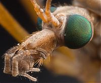 Fauna & Flora: insect macro photography