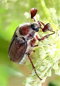 Fauna & Flora: insect macro photography