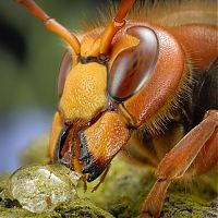 Fauna & Flora: insect macro photography