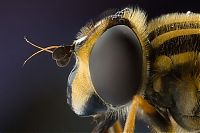 Fauna & Flora: insect macro photography