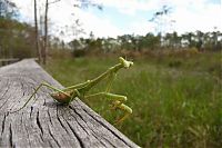 Fauna & Flora: insect macro photography