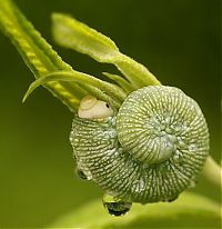 Fauna & Flora: insect macro photography